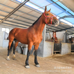 ���������RƷ����m�Ͼ��^��B�N�� �T���RƷ�N�R�r�� �ɫƯ��