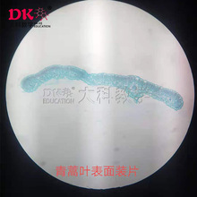 ��ƏS�����a �@΢��Ƭ ֲ����Ƭ �����~�M�� ��Wʹ������˱�