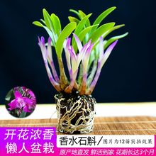 七彩香水石斛兰花四季开好养绿植浓香型石斛改善睡眠绿植净化空气