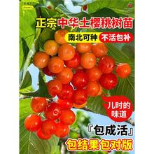 ���Ҙ����ش����AС��������܇���Ӽt������ͥԺ������ϱ����Nֲ