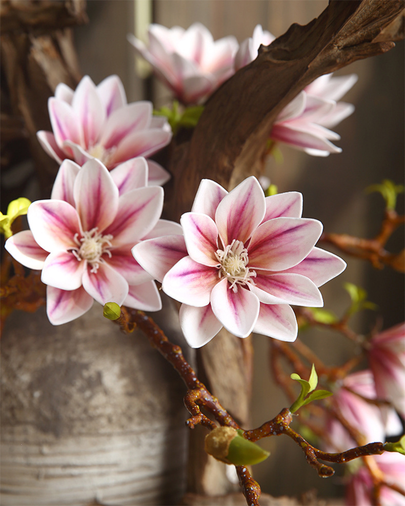 Three-headed Magnolia 4