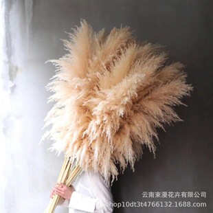 Pampas Grass Dried Flower Bouquet Wedding Decoration Photo Props Reeds Large Pampas Grass Air-Dried