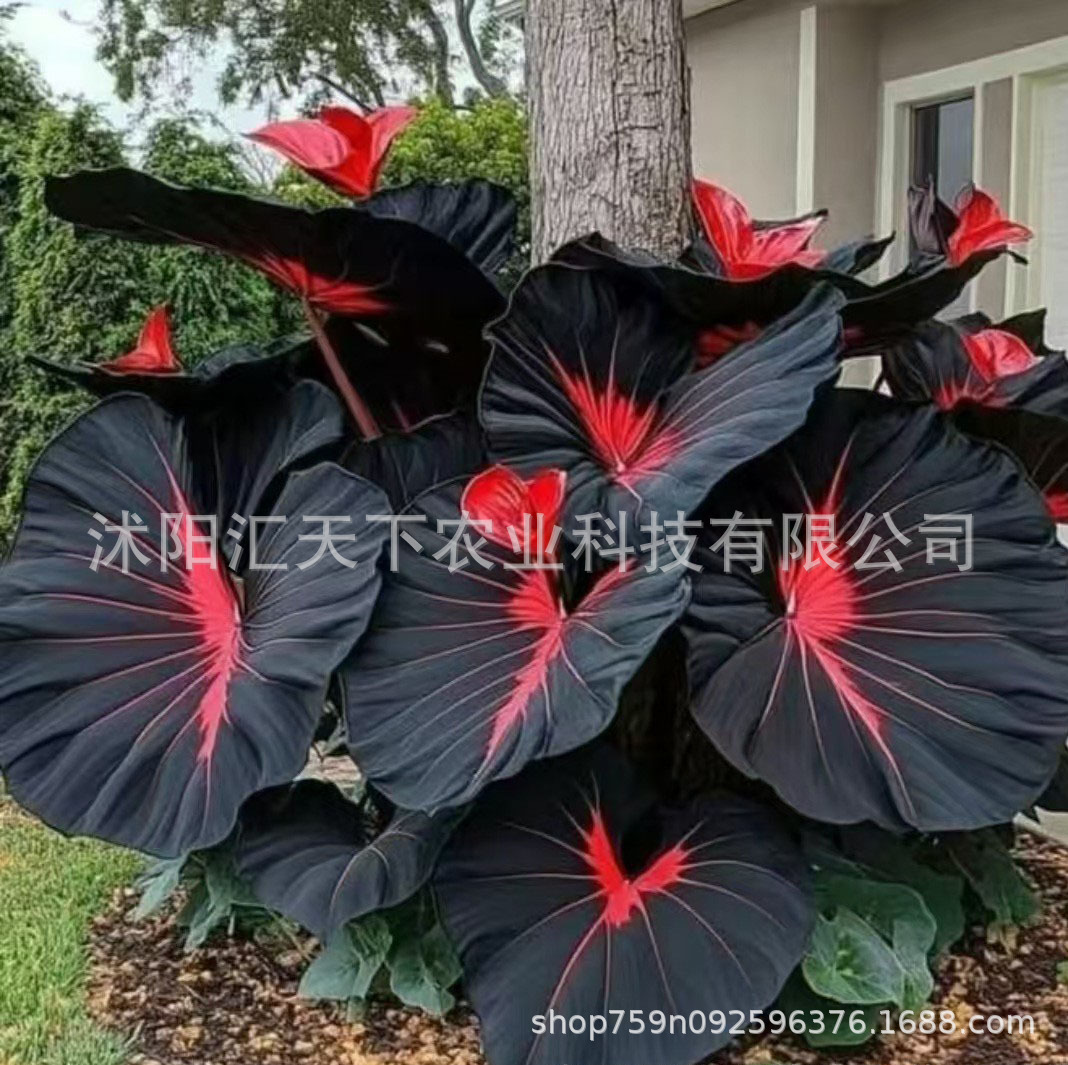 O1CN01qDOhSB1XFxfApmyU4_!!2216