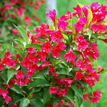 �t�����\���������Ի����ͺ��̨ͥԺ�G�hֲ�ﻨ���L������ļ�