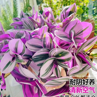 �ͮ���Y���m������֬녶���ֲ���k���҃Ȼ�������ˮ��Gֲ�����o
