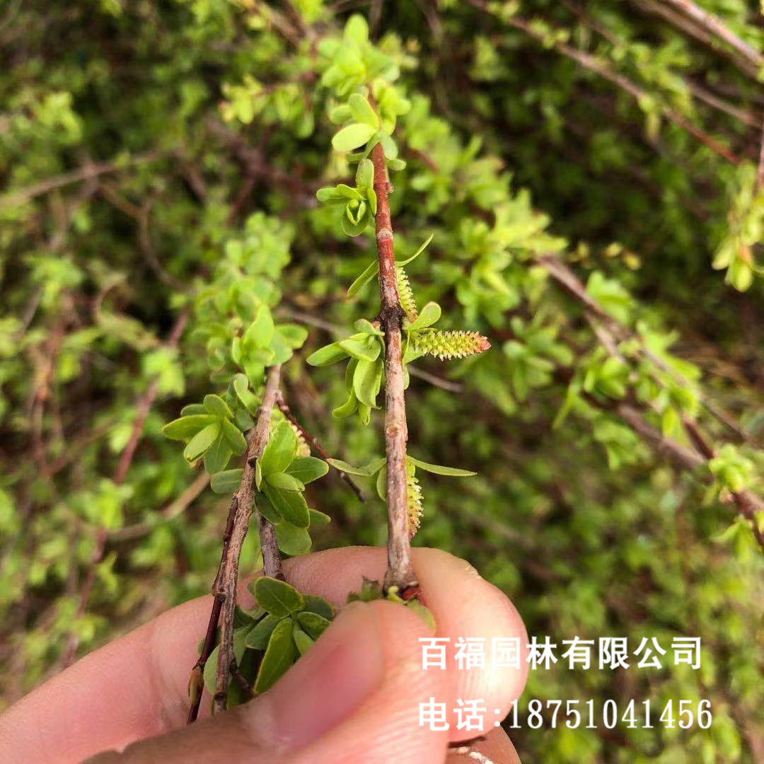 Nursery wholesale Mosaic a kind of willow Colored leaf and willow Origin price Park green Bush