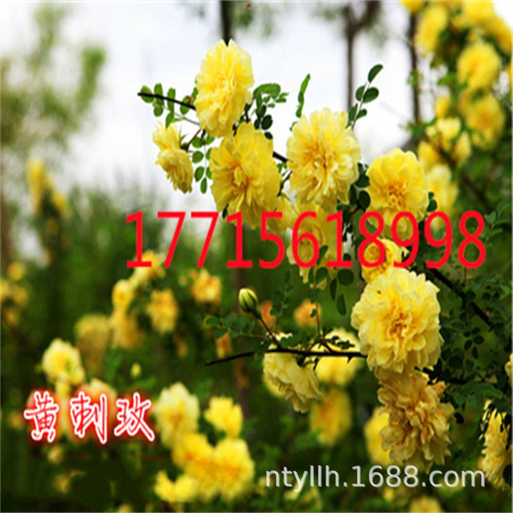 O1CN017JIoeY1oJTiwRgDf4_!!0-it