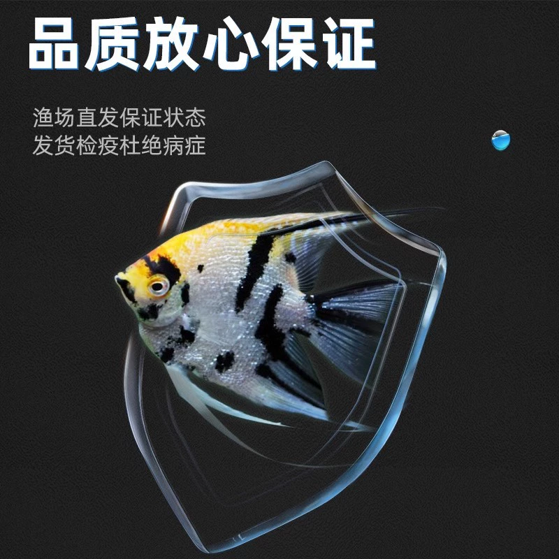 Colorful Angelfish Ornamental Fish Tropical Large Pet Swallow Fish Peruvian Small Freshwater Fish