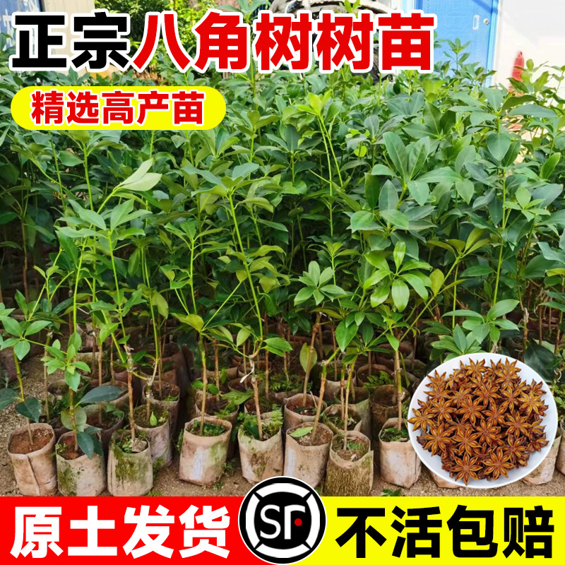 嫁接八角树树苗盆栽广西大红色木王矮化高产大苗食用大料耐寒花椒