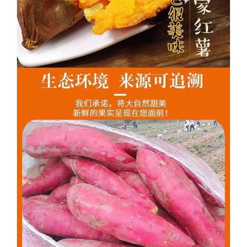 新鮮な蜂蜜芋、龍九砂糖芋、農園産芋、掘りたての黄心芋、山芋|undefined