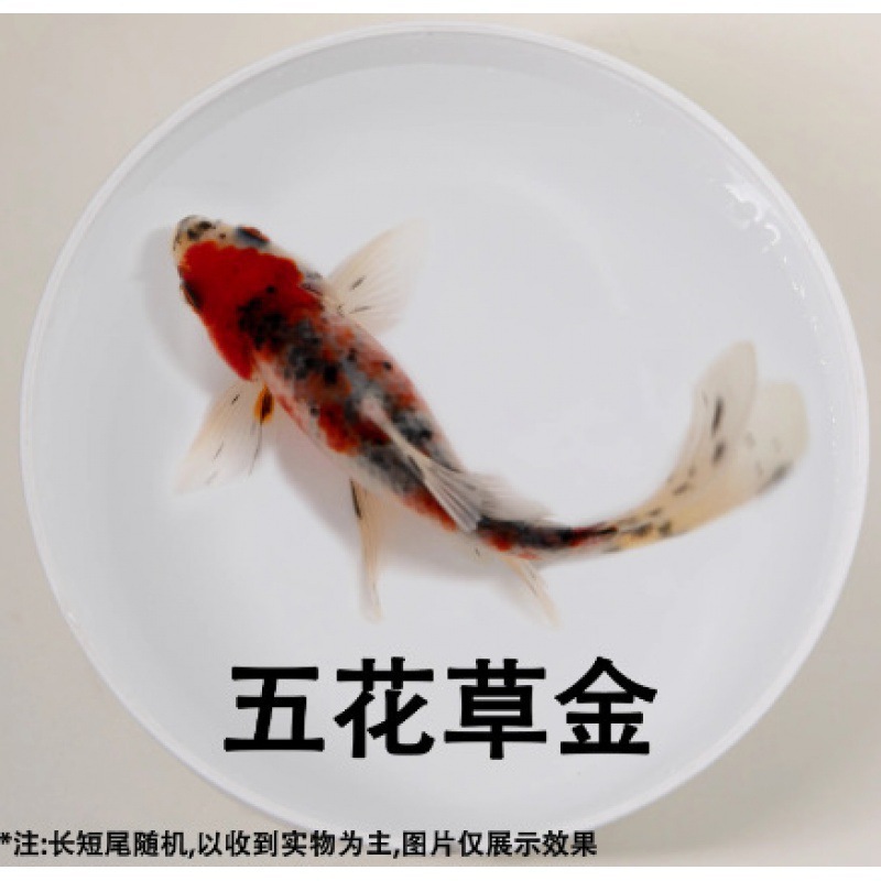 小さな金魚の稚魚、観賞魚、冷水に強い、飼いやすい、淡水の赤と白の鯉、活魚、小魚、金魚、活魚|undefined
