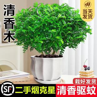 �����������ľ���ԾGֲ��òݻ���ֲ���҃Ș���������Ϙ��辰