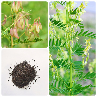Astragalus Seeds, Chinese Herbal Medicine Seeds, Astragalus Seeds, Iron Qi and Cotton Qi, Perennial Astragalus Seeds for Planting in All Seasons