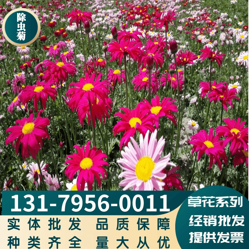 Оптовая Продажа с фабрики видов пиретрума балконные горшечные сорта зеленого цвета в комплекте Большие выгодно доступны наложенным расчетом при доставке