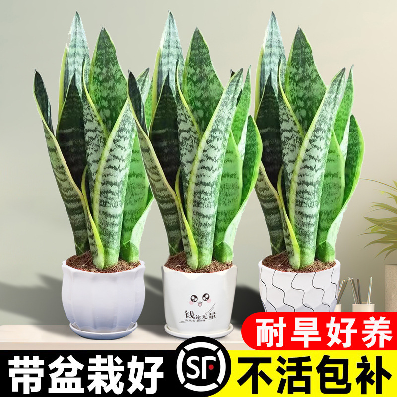 Potted Indoor Succulent Plant with Golden-Edged Tiger Tail Orchid for Office Desk, Air Purification, Evergreen All Year Round