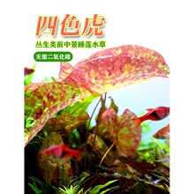 迷你四色虎红虎青虎斑点睡莲喷点斑纹水莲水族鱼缸中后景绿植水草