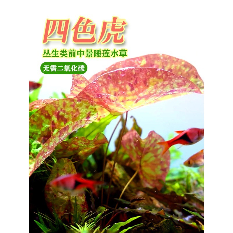 迷你四色虎红虎青虎斑点睡莲喷点斑纹水莲水族鱼缸中后景绿植水草