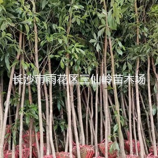 ��z�ľ����������l �е��L����z�ľ�� ���G��ľ �G����ľ