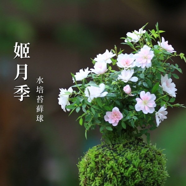 迷你超微月季带花苞姬月季日本姬乙女四季开花盆栽阳台桌面绿植