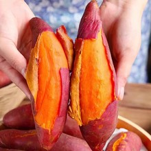 现货红薯新鲜10斤农家地瓜沙地小山芋包邮5自种番薯板栗红薯蜜薯