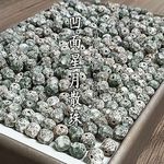 海南星月菩提子散珠凹面无相雕刻单珠子奶奶灰石玉绿佛珠手串文玩