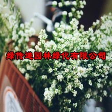 满天星种籽盆栽观花植物成活率高品种齐全量大从厂家批发花卉种子