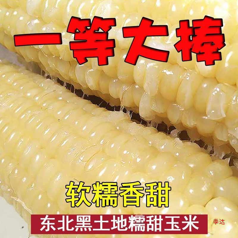 【10根】大棒新货东北新鲜甜糯玉米棒粘玉米速冻一等棒好吃软糯香