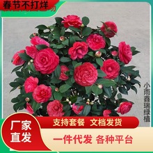 һlɽ軨ɫ൤ֲ҃ȺB軨