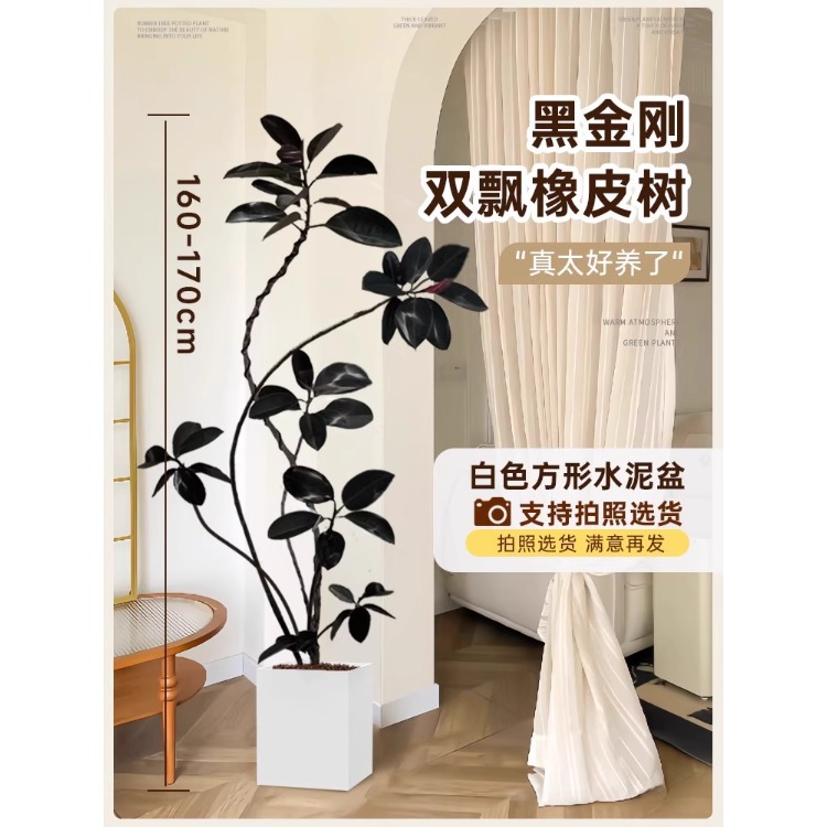 [분위기 이중 부동 가지] 이중 부동 가지 고무 나무-1.6-1.7-흰색 사각형 시멘트 분지-트레이 보내기