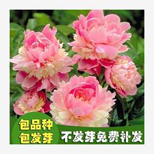 ��ș�N���ļ��_���׻��҃��⻨������ͥԺِĵ���ذ���ș���ѷN��