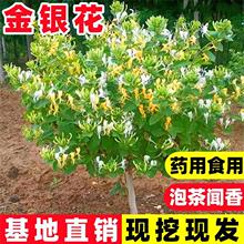 金银花树苗盆栽地栽北花一号金银花苗食用药用爬藤植物南北方种植