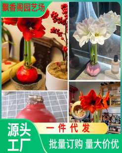 Ornamental Plant Potted Florals, Amaryllis,Amary