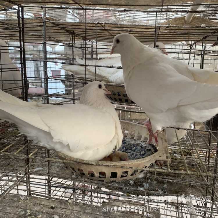 肉鸽种鸽白羽王和落地王13475764645