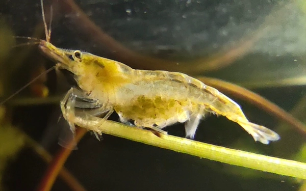 4+ get 4 damage-proof black shell shrimps (2.5-3cm)