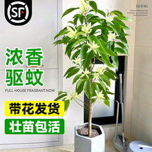 花卉大树花苞玉兰花树苗黄角兰四季室内外植物绿白兰花耐寒盆栽带