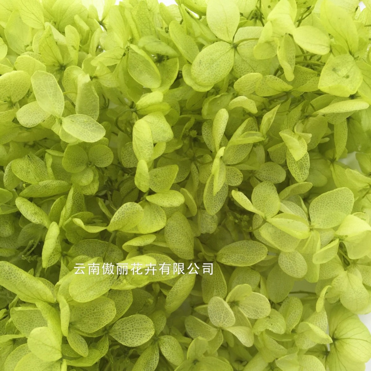 Amarillo-verde-100g/caja