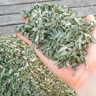 New wild oil citrus leaf 2024 oil sweet leaf Yukan leaf Yukan leaf Phyllanthus emblica leaf pillow core filler beef citrus leaf