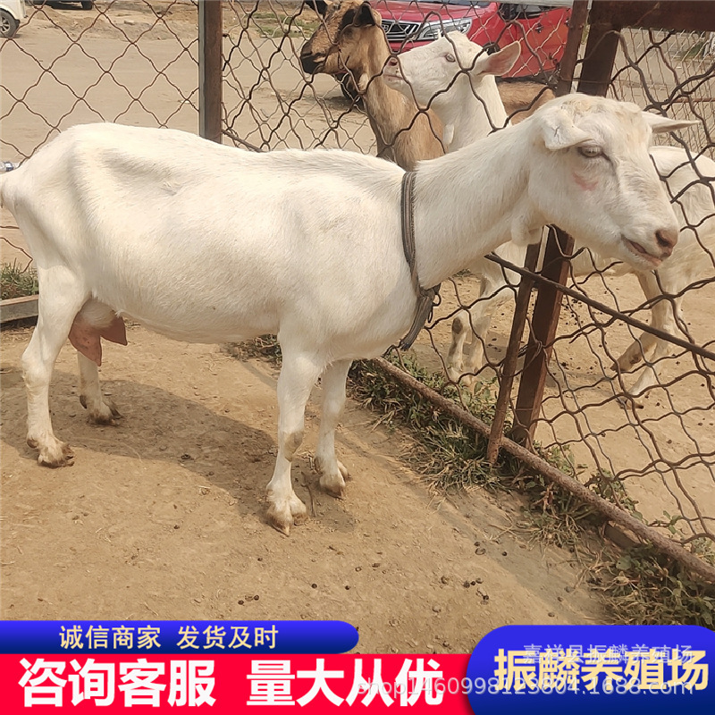 Farm Lamb Milk Goat Milk Goat Breed Milk Goat Milk Production Surrounding Milk Goat Farm Lamb Milk Goat Milk Goat Breed Milk Goat Milk Production Surrounding Milk Goat