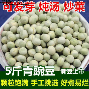 ʳ�����㶹5�� �r���ԷN�����㶹����ѿ�s�Zɢ�b�ɰlѿ�򶹝{�Ҝ�