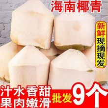 椰子果海南椰青新鲜孕妇当季水果特产椰汁椰肉2/4/6/9个现摘发