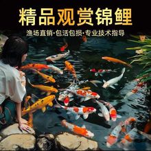 锦鲤金鱼鲤鱼观赏鱼活鱼纯种冷水大型黄金大正三色红白招财鱼苗