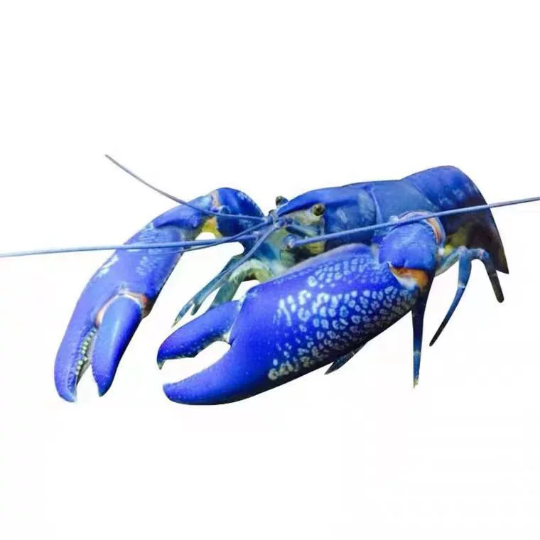 Volcano Destroyer Sky Blue Devils Aoba Shrimp Fire Sakura Snowball Rice Crystal Shrimp Watch Shrimp