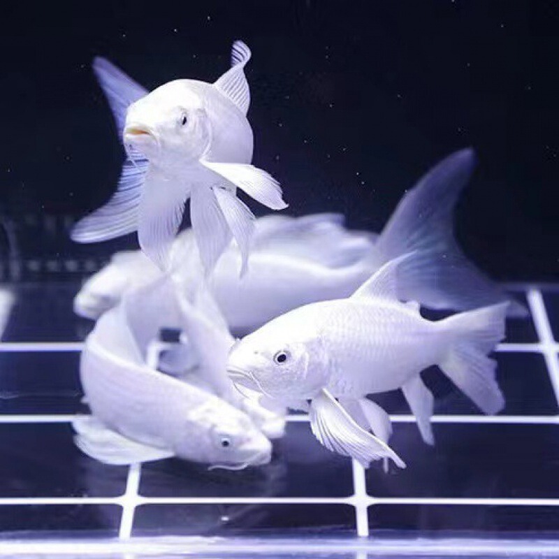 小金魚卸売、活魚、観賞魚、小卸売、鯉、鯉、三色赤白子頭、入門レベルの耐久性のあるヘアエクステンション|undefined