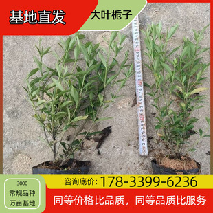 Large-Leaf Gardenia Seedlings Potted Base Planting Four-Season Flowering Courtyard Planting Green Plant Project Greening Seedlings Easy to Breed