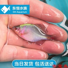 七彩高体鳑鲏精选成鱼冷水观赏鱼淡水好养耐活原生除藻小鱼送饲料