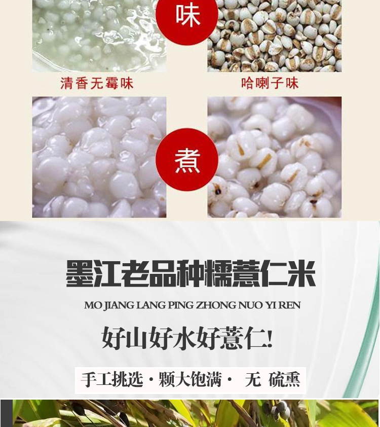 Yunnan Old Variety Coix Seed Broken Job's Tears Mojiang Glutinous Coix Grain 500g in use