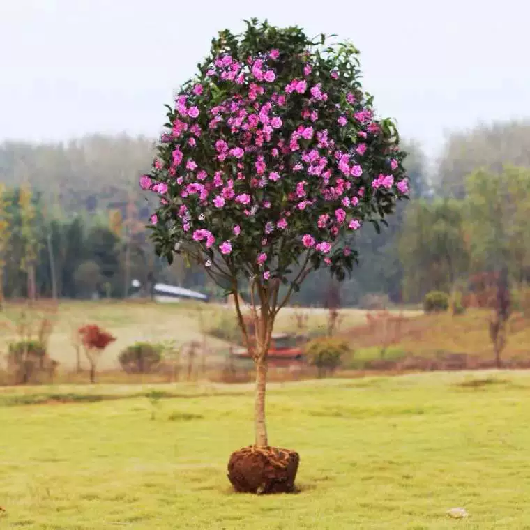 Саженец гибискуса съедобный леденец саженец цветок гибискуса двойной маленький цветок гибискуса саженец двор цветение в горшках