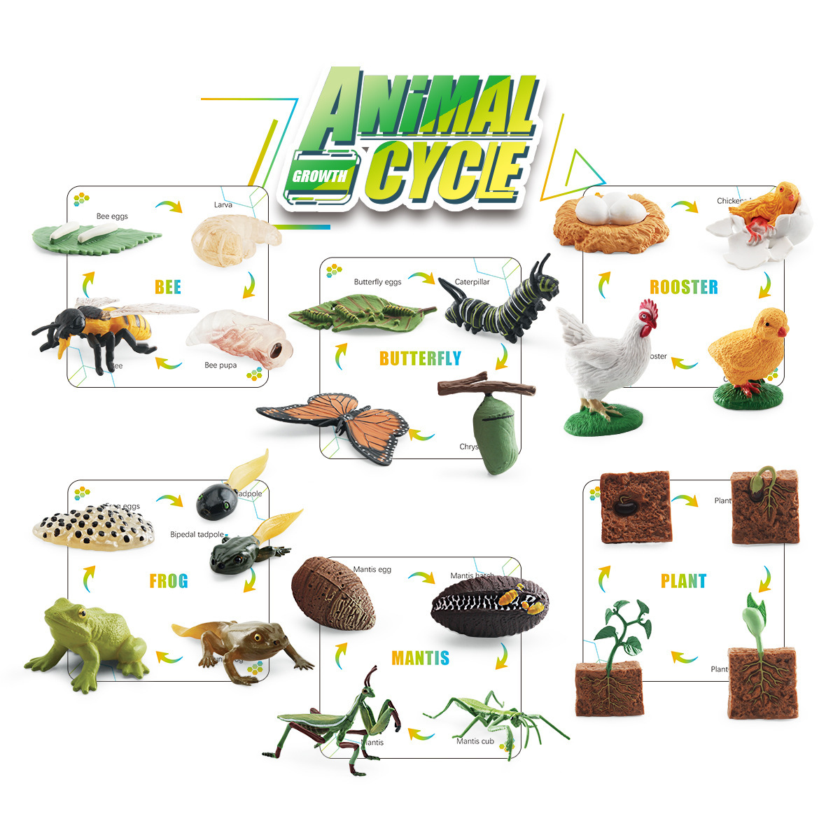 Modelo de Mantis de la abeja de la planta de la rana de la mariposa Transfronteriza niños simulación cognitiva insecto crecimiento ciclo color caja traje