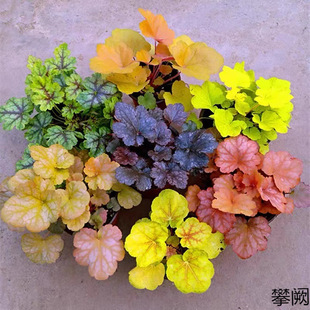 �\�����Ի���ֲ���҃Ⱥ��B�Ļ����ļ������^�~ͥԺ�ͺ����@�׳ɻ�