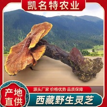 野生灵芝白心赤灵芝厂家直销可切片整支金边批发可煲汤药材养生